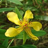 Hypericum gebleri. Цветок. Хабаровский край, окр. г. Комсомольск-на-Амуре, граница смешанного леса и просеки ЛЭП. 21.08.2024.