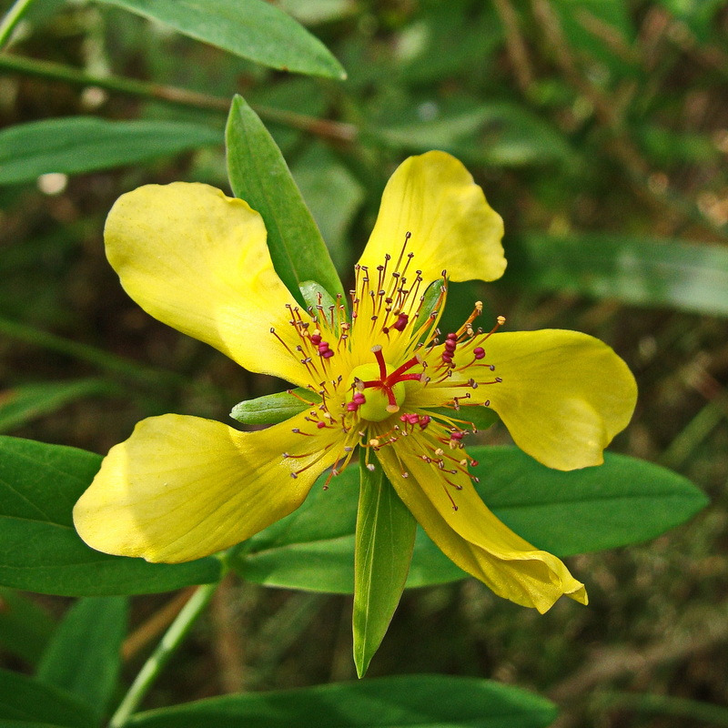 Image of Hypericum gebleri specimen.