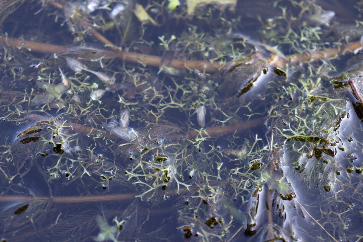 Image of Riccia fluitans specimen.