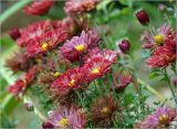 Chrysanthemum indicum