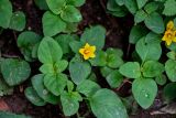 Lysimachia congestiflora