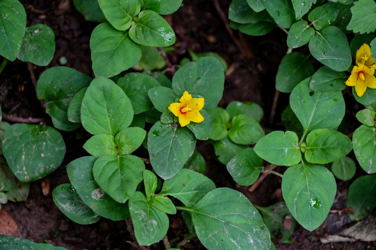 Изображение особи Lysimachia congestiflora.