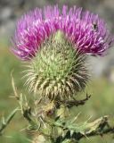 Cirsium ciliatum. Нераскрывшееся соцветие. Кабардино-Балкария, Черекский р-н, окр. с/п Верхняя Балкария, левый борт долины р. Хашхасу, ≈ 1800 м н.у.м., горный луг, используемый под выпас. 29.07.2024.