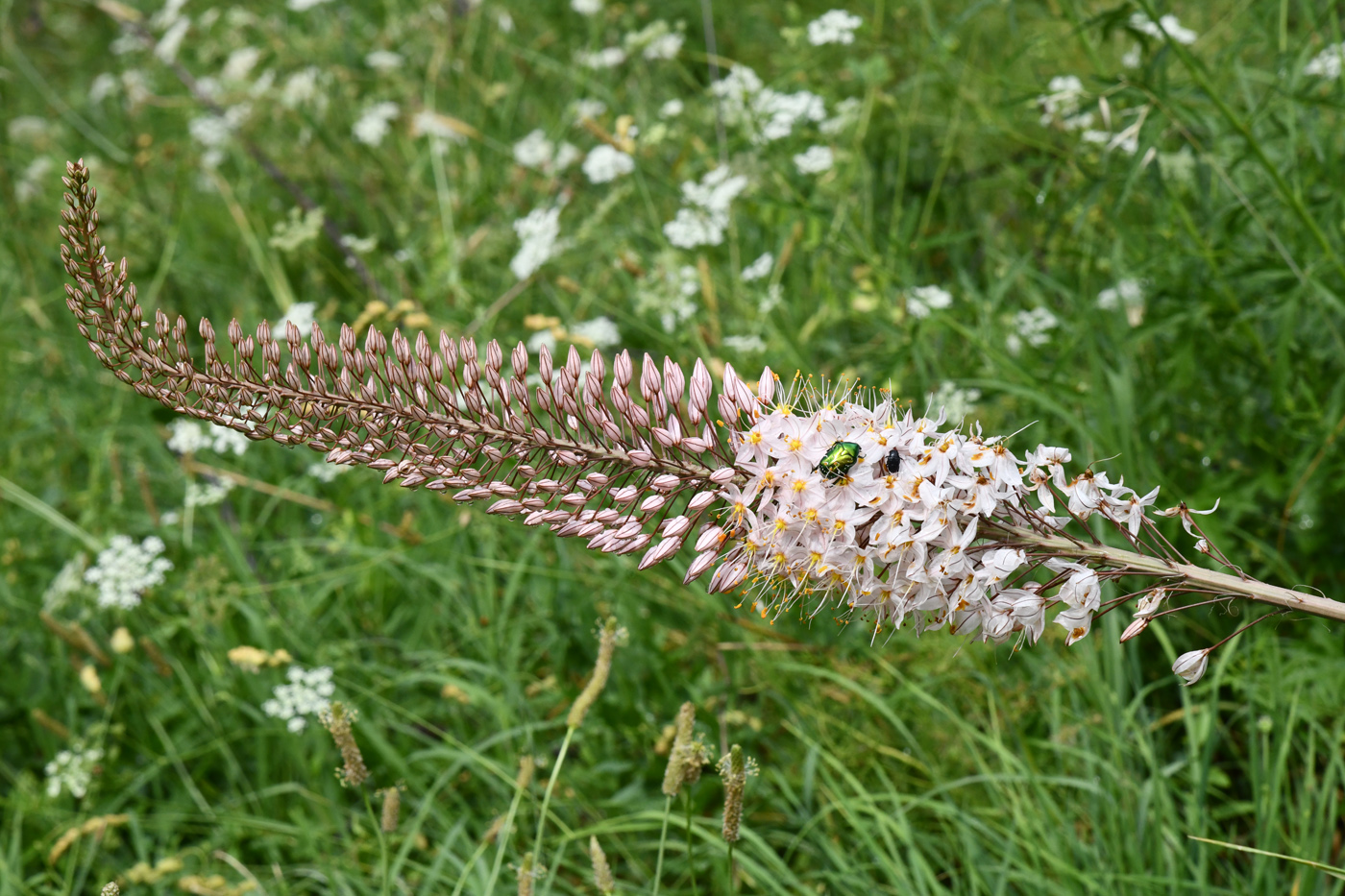 Изображение особи Eremurus robustus.