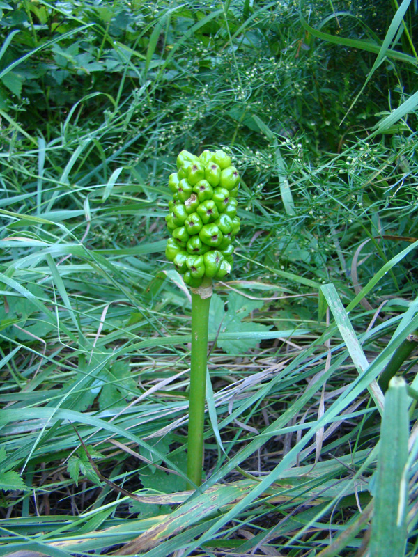 Изображение особи Arum elongatum.