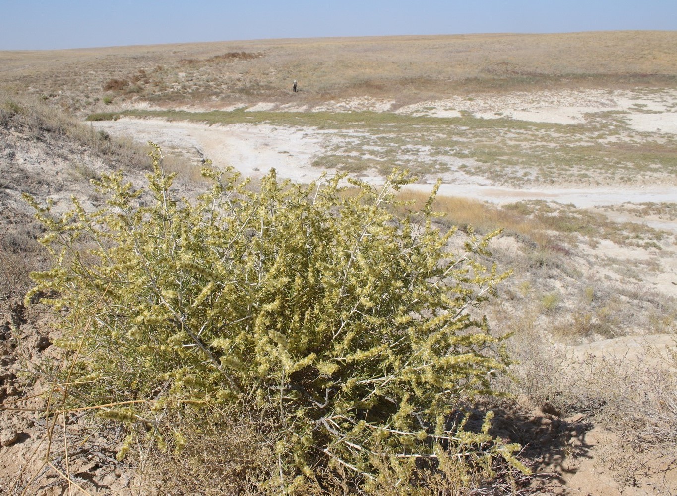 Изображение особи Salsola arbuscula.