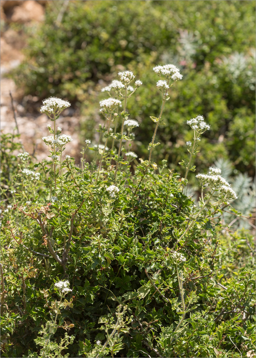 Image of Origanum onites specimen.