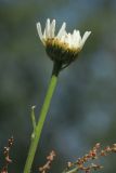 Leucanthemum ircutianum. Верхушка побега с расцветающим соцветием. Ленинградская обл., Ломоносовский р-н, окр. Шепелёвского маяка; п-ов Каравалдай, сухой суходольный разнотравно-злаковый луг за береговым валом. 16.06.2024.