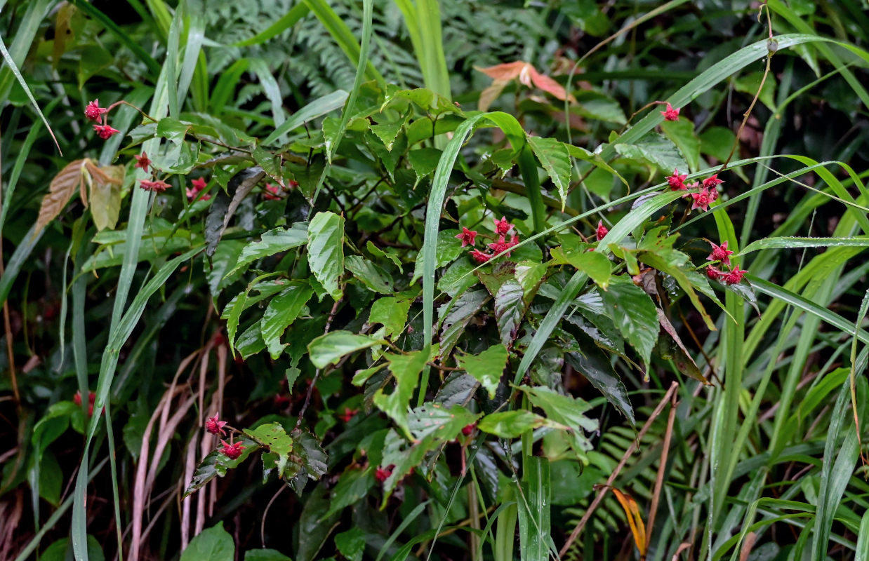 Image of Rubus swinhoei specimen.