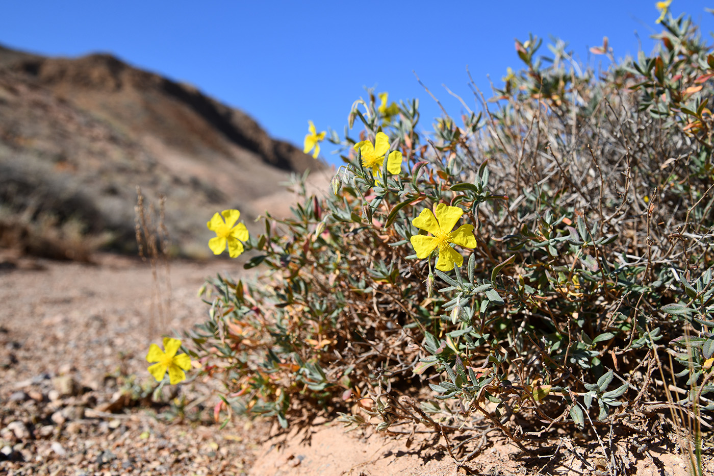 Изображение особи Helianthemum songaricum.