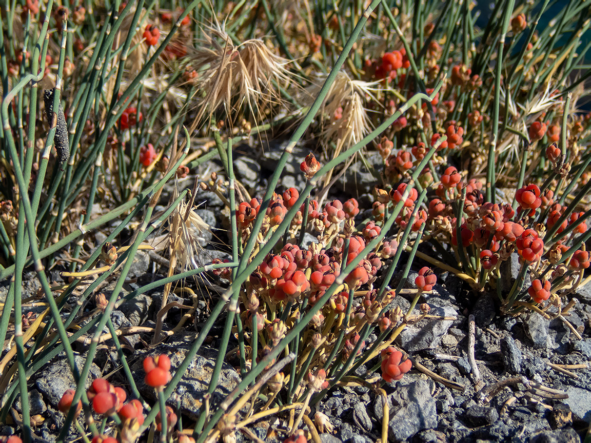 Image of Ephedra distachya specimen.