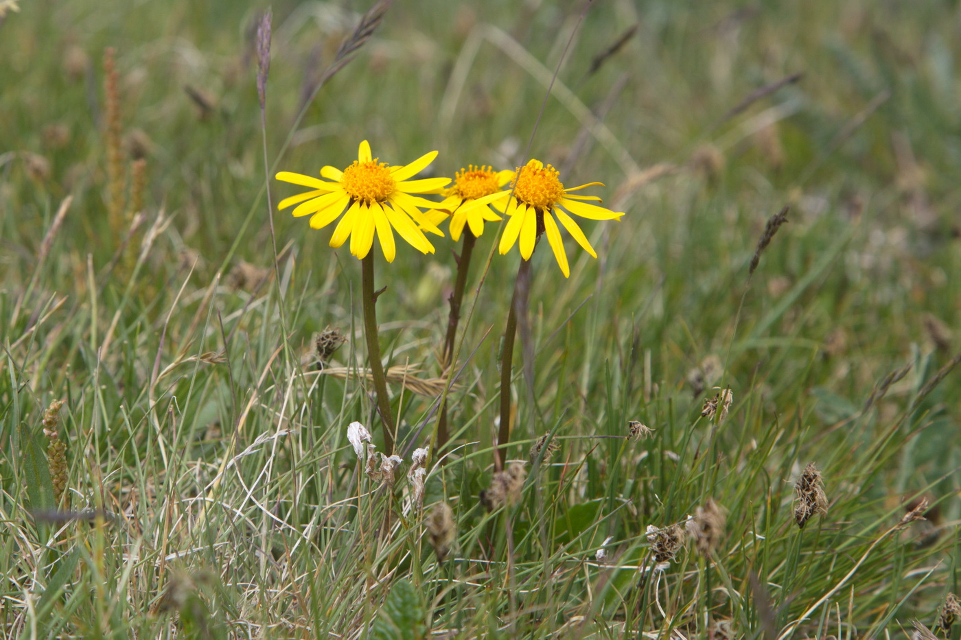 Image of genus Tephroseris specimen.