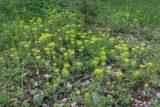 View full-size image Euphorbia cyparissias