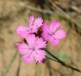 Смотреть изображение Dianthus platyodon