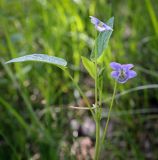 Смотреть изображение Viola ruppii