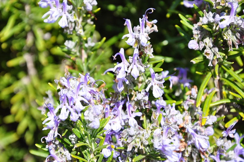 Изображение особи Rosmarinus officinalis.