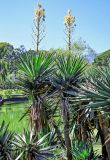 View full-size image Yucca gigantea