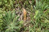 View full-size image Orobanche lutea