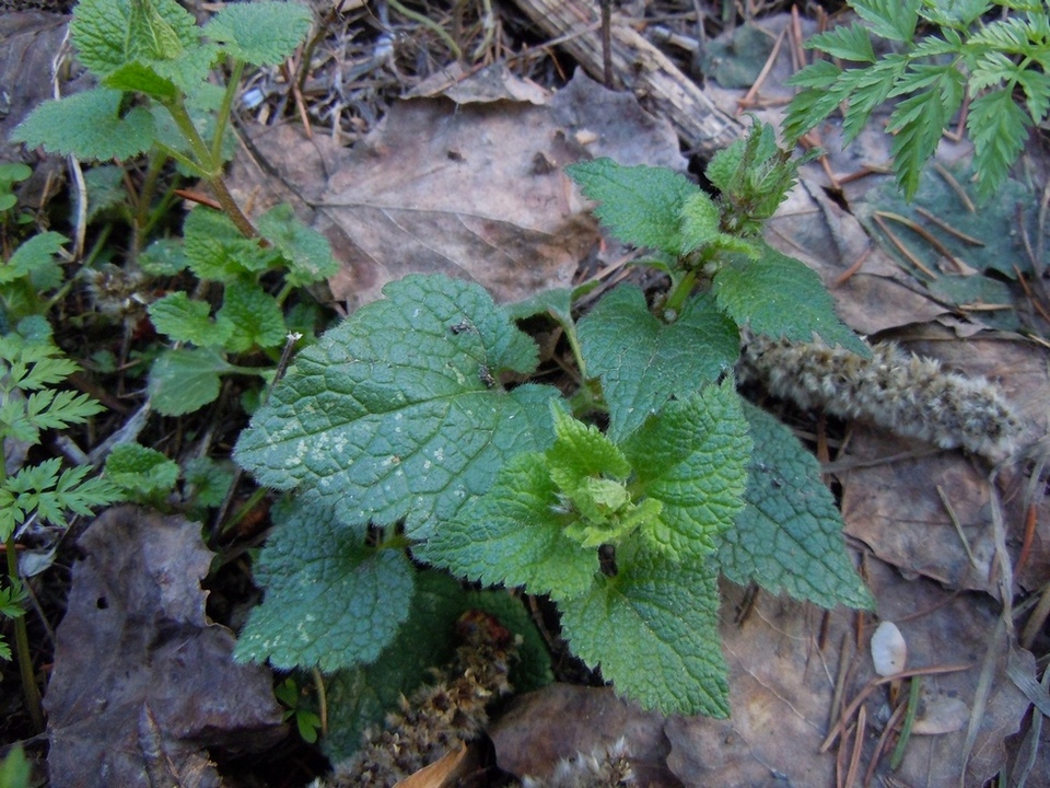 Image of Lamium maculatum specimen.