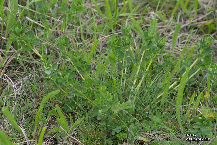 Image of familia Fabaceae specimen.