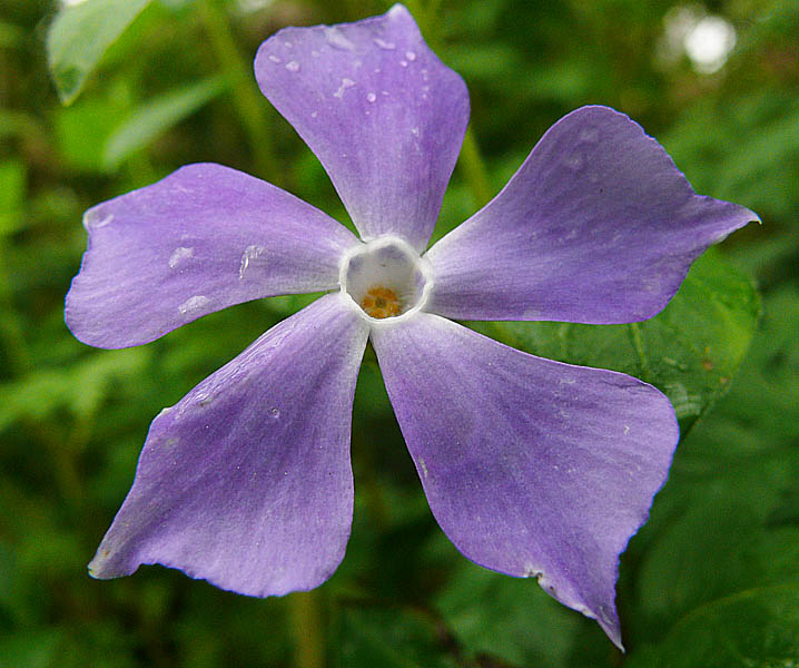 Image of Vinca pubescens specimen.