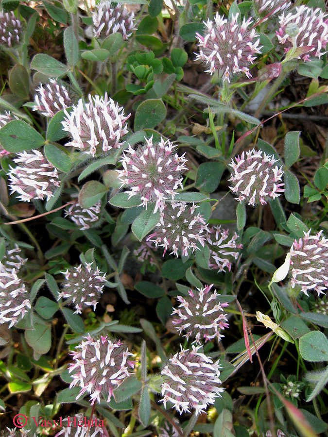 Image of Trifolium hirtum specimen.