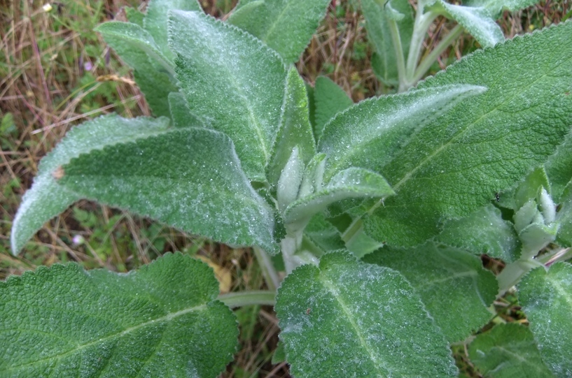 Image of Stachys germanica specimen.