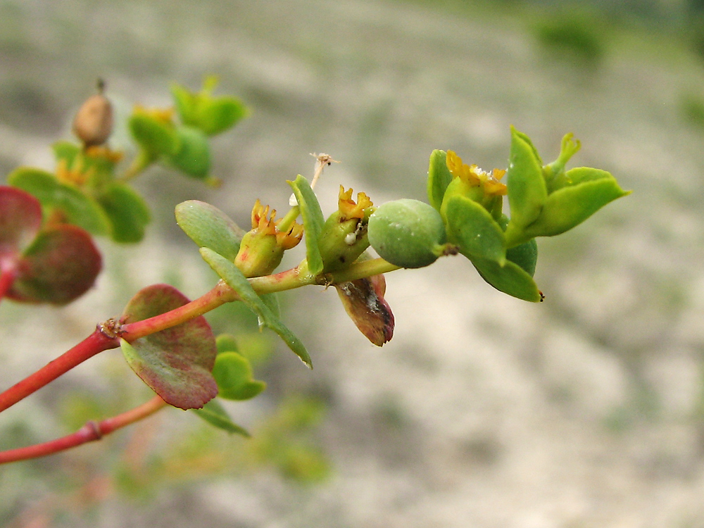 Image of Euphorbia petrophila specimen.