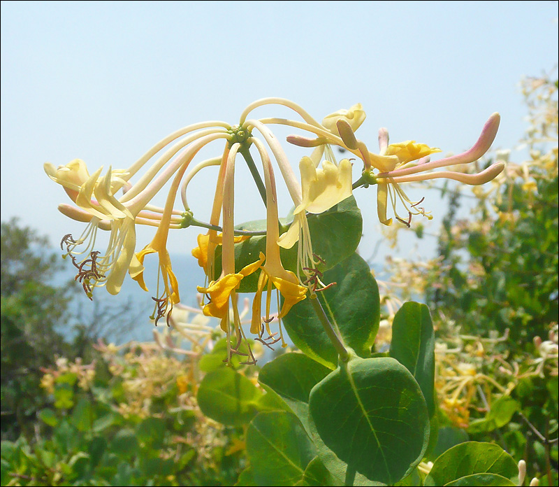 Image of Lonicera etrusca specimen.