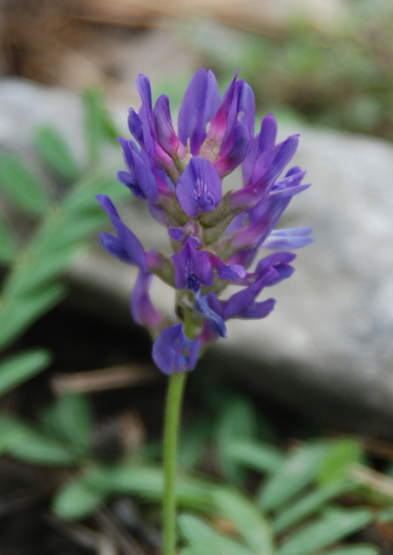 Image of Astragalus adsurgens specimen.