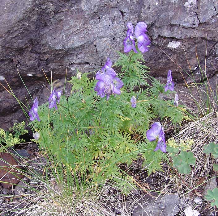 Изображение особи Aconitum cymbulatum.