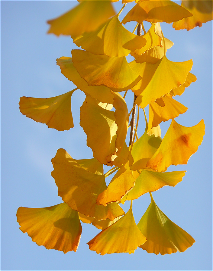 Image of Ginkgo biloba specimen.