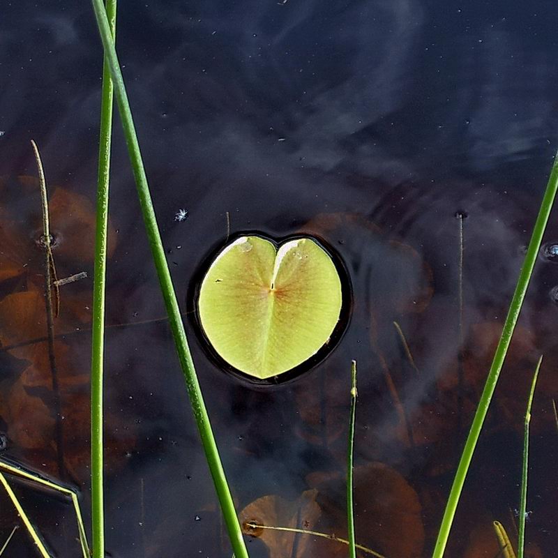 Image of Nuphar pumila specimen.