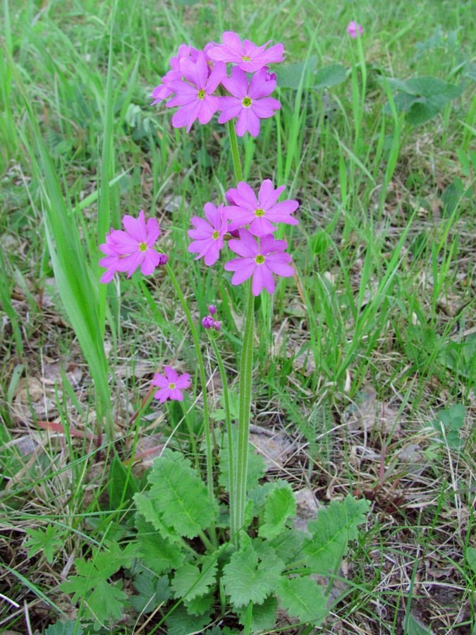 Image of Primula cortusoides specimen.