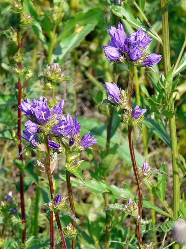 Image of Campanula glomerata specimen.