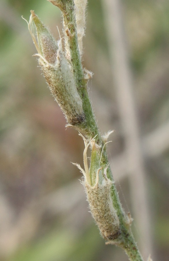 Image of Astragalus varius specimen.