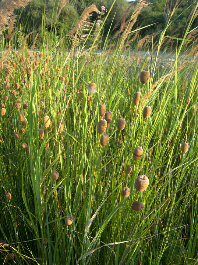 Image of Typha minima specimen.