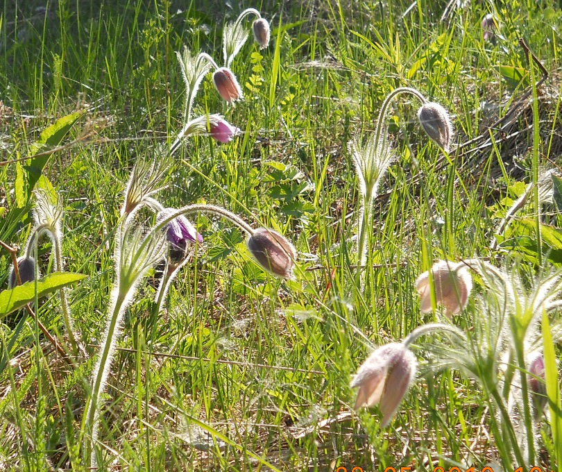 Изображение особи Pulsatilla vulgaris.