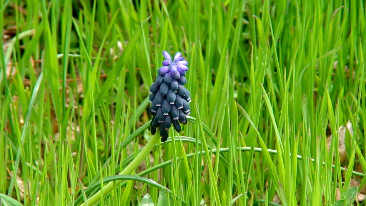 Изображение особи Muscari neglectum.