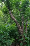 Sambucus miquelii. Старое растение в долинном лесу. Сахалин, Тымовский р-н, река Пиленга. 04.07.2011.