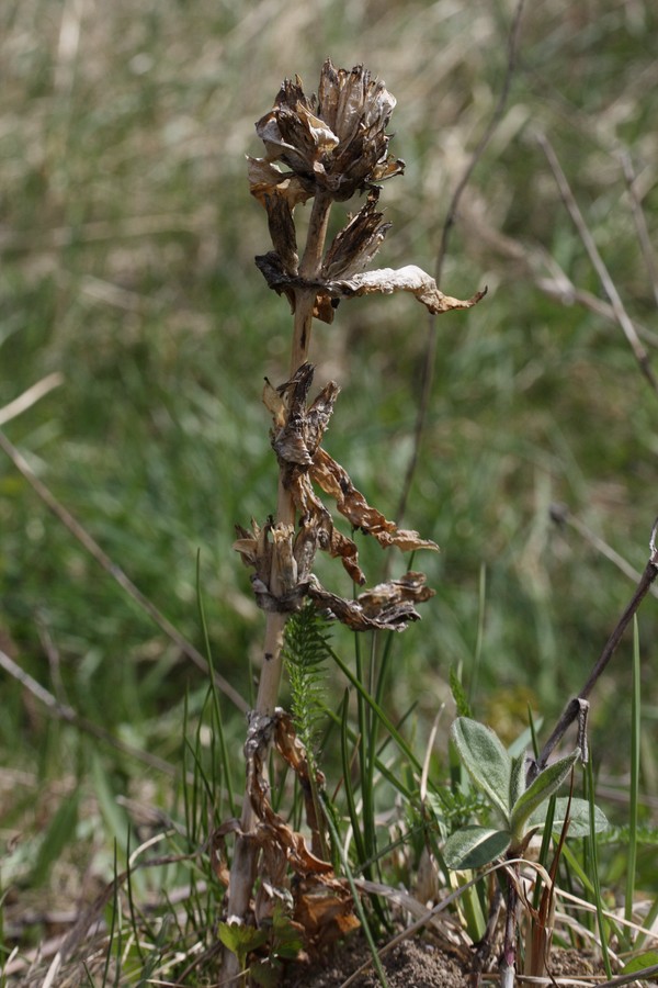 Изображение особи Gentiana cruciata.