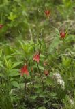 Aquilegia canadensis. Цветущее растение. Владивосток, ботанический сад-институт ДВО РАН. 2 июня 2012 г.