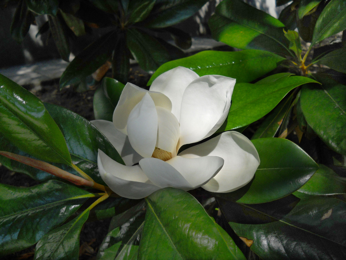 Image of Magnolia grandiflora specimen.