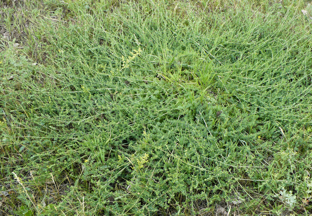 Image of Galium humifusum specimen.