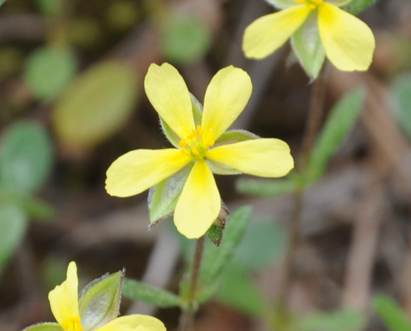 Image of Helianthemum ledifolium specimen.