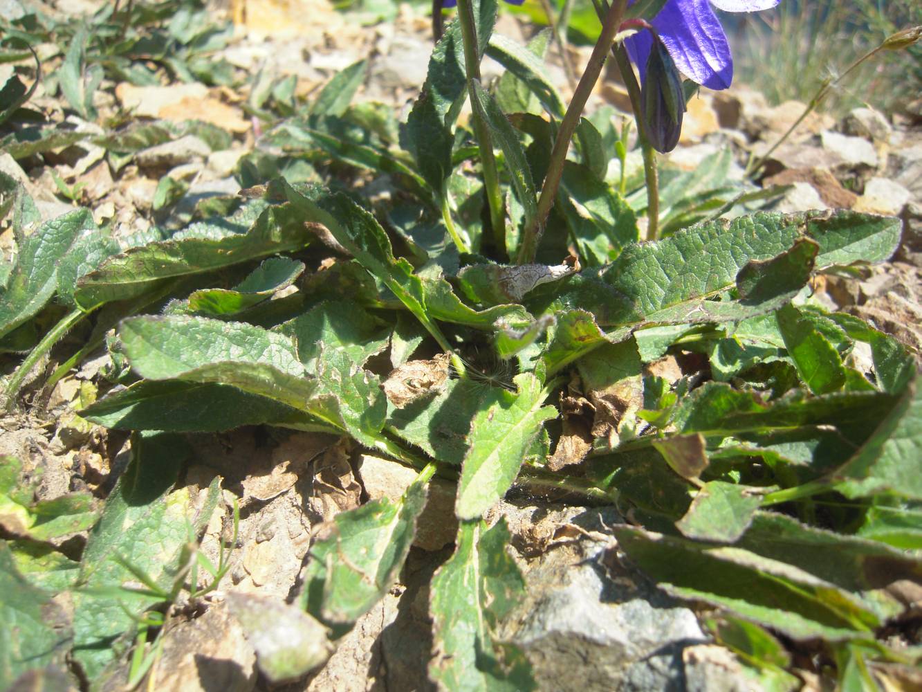 Image of Campanula collina specimen.