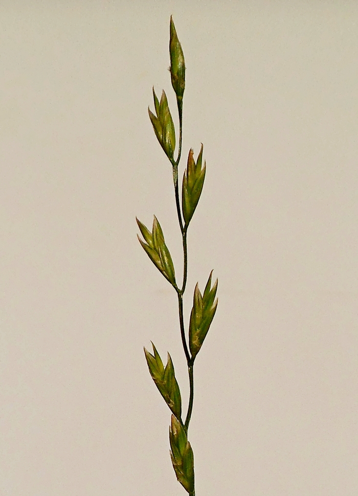 Image of Festuca pratensis specimen.