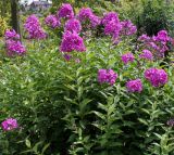 Phlox paniculata. Часть цветущего растения. Германия, г. Krefeld, в ботаническом саду. 31.07.2012.