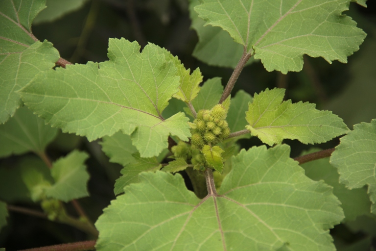 Image of Xanthium orientale specimen.