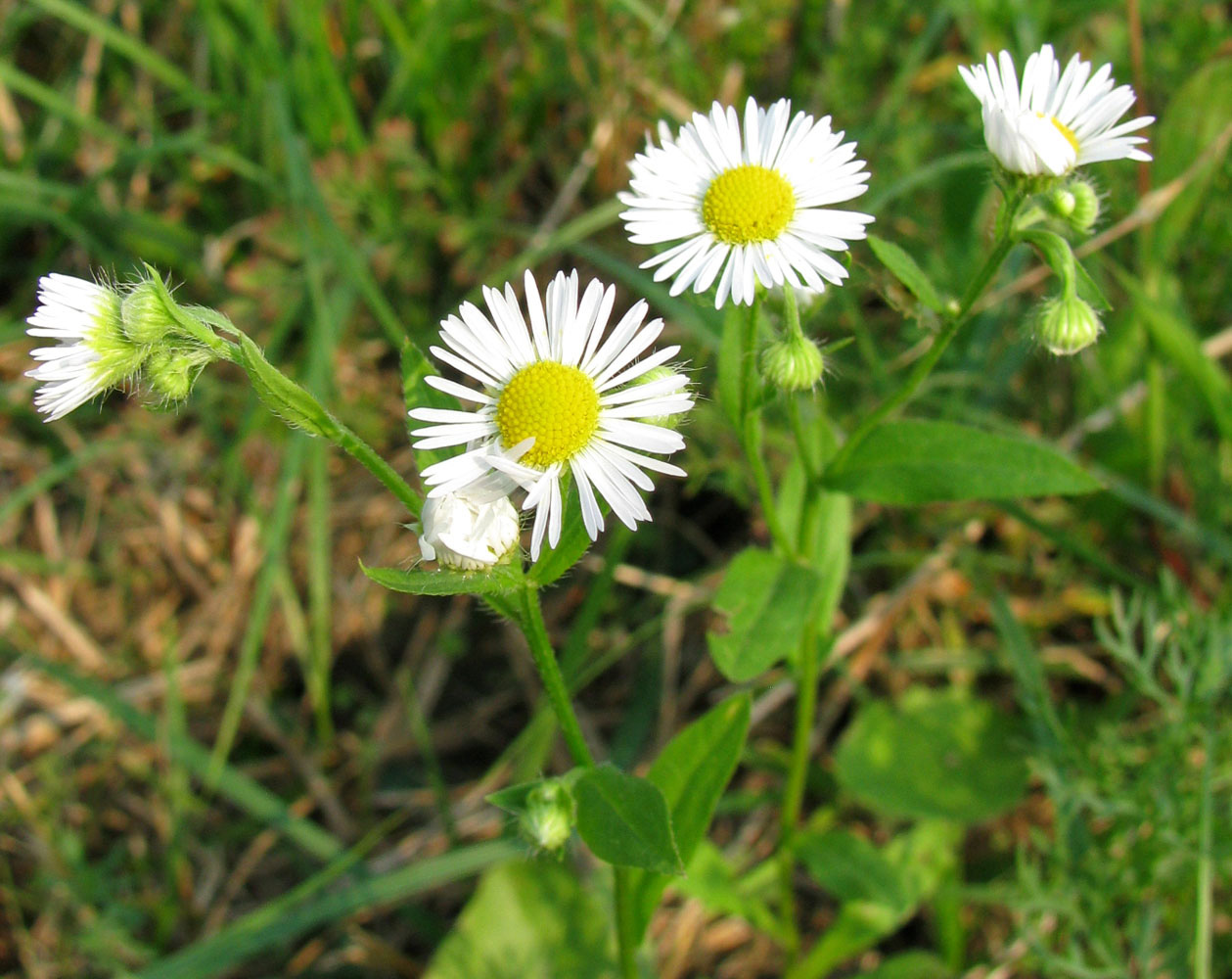 Image of Erigeron strigosus specimen.